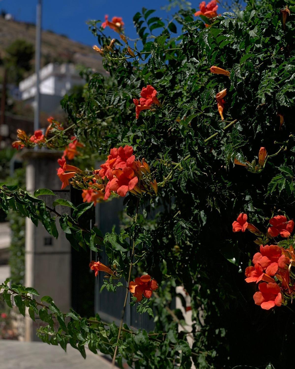 Vila Marjana Sarandë Esterno foto
